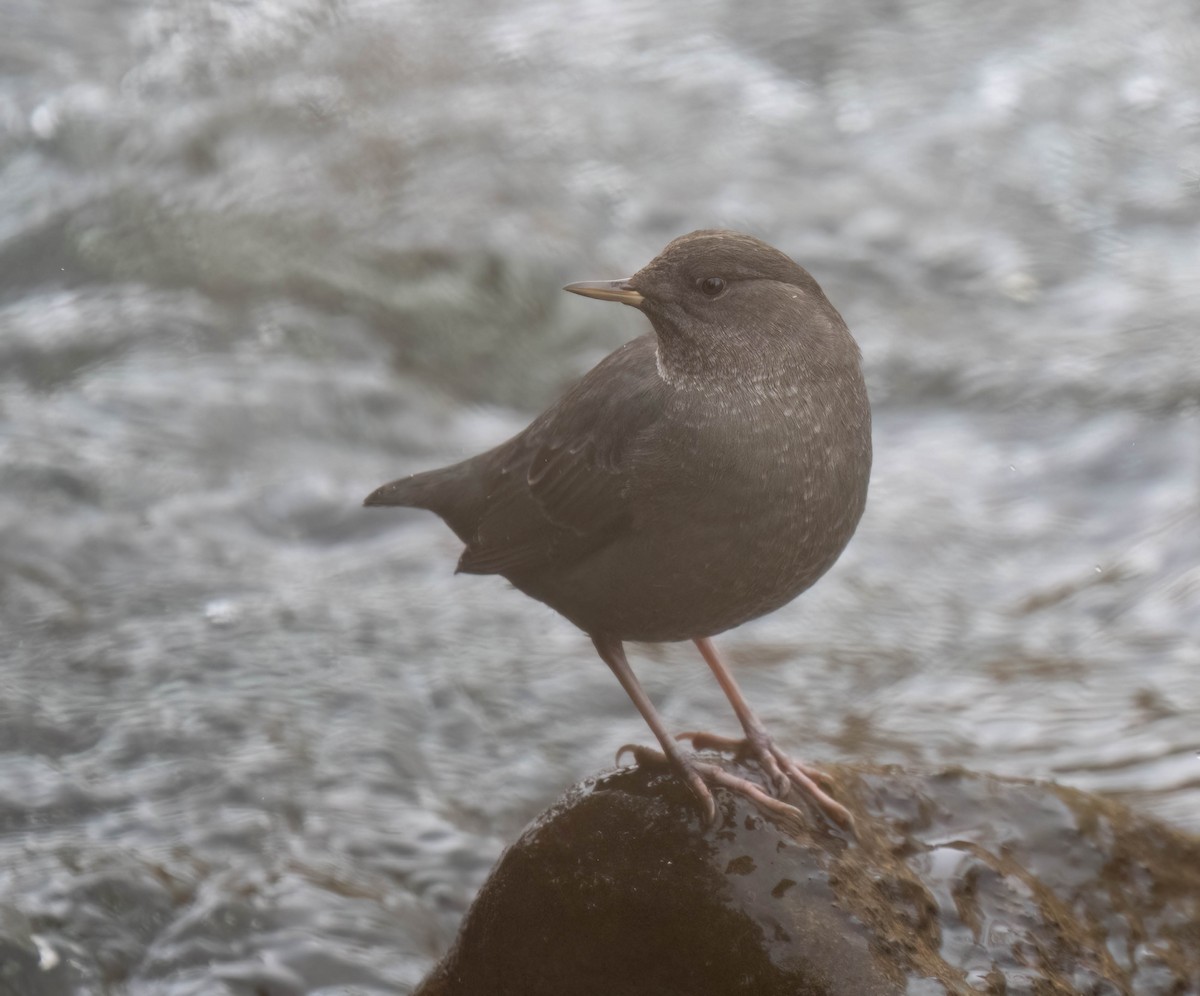 Ur-zozo iparramerikarra - ML645497592