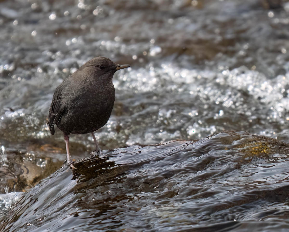 Ur-zozo iparramerikarra - ML645497593