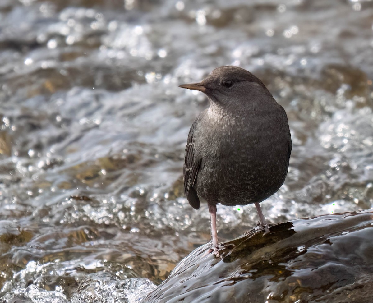 Ur-zozo iparramerikarra - ML645497596