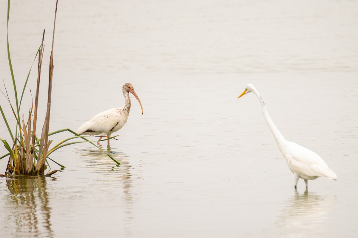 Great Egret - ML645497598