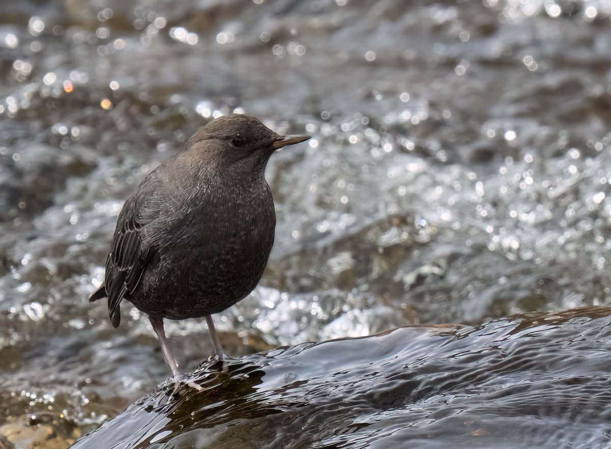 Ur-zozo iparramerikarra - ML645497599