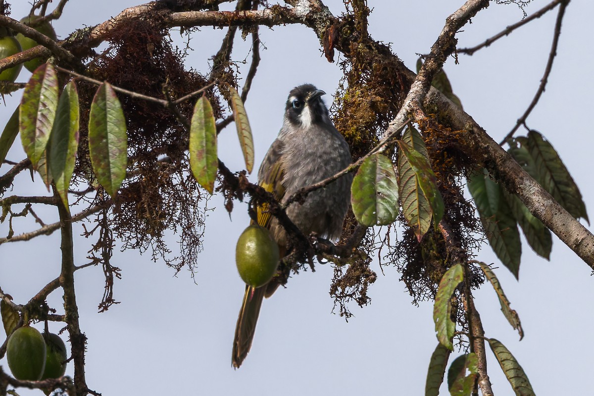 Belford's Melidectes - ML645497604