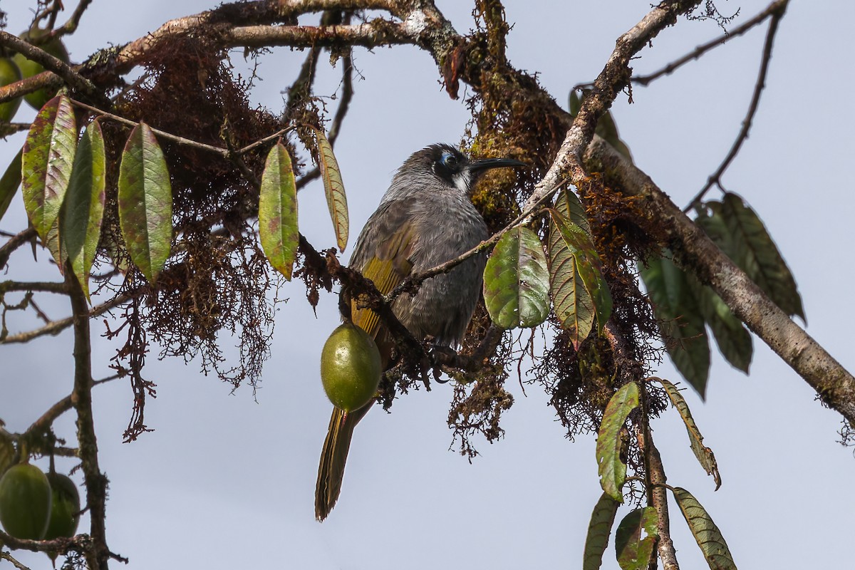 Belford's Melidectes - ML645497605