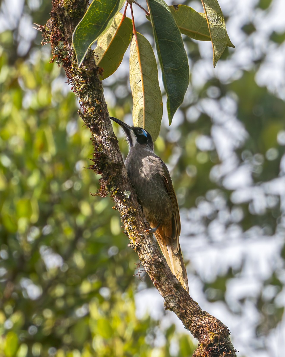 Belford's Melidectes - ML645497606