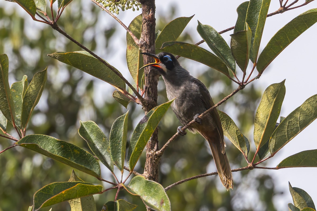 Belford's Melidectes - ML645497607