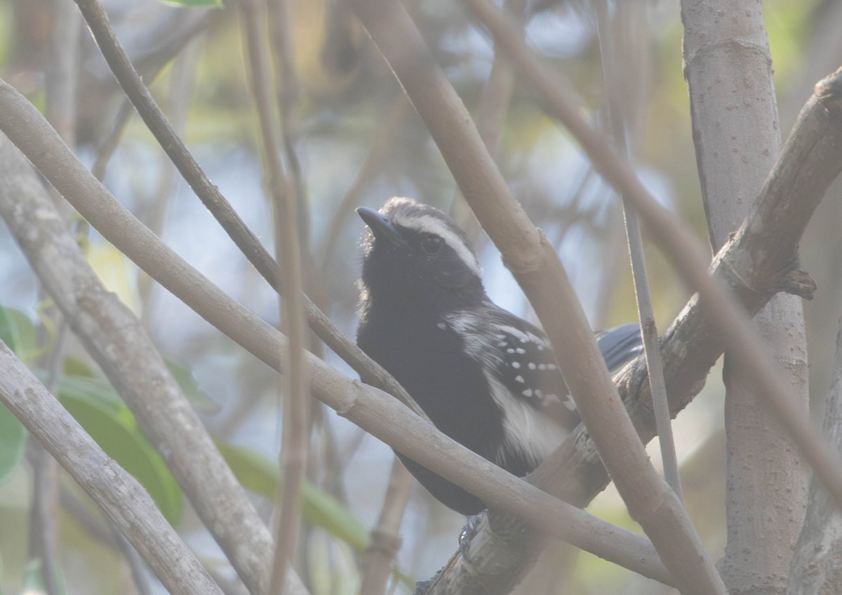 Black-bellied Antwren - ML645497633