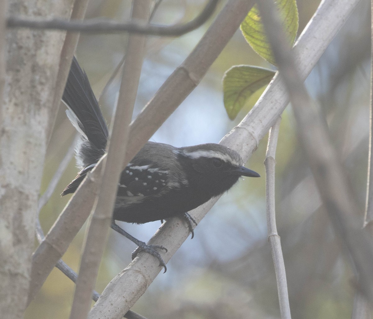 Black-bellied Antwren - ML645497634