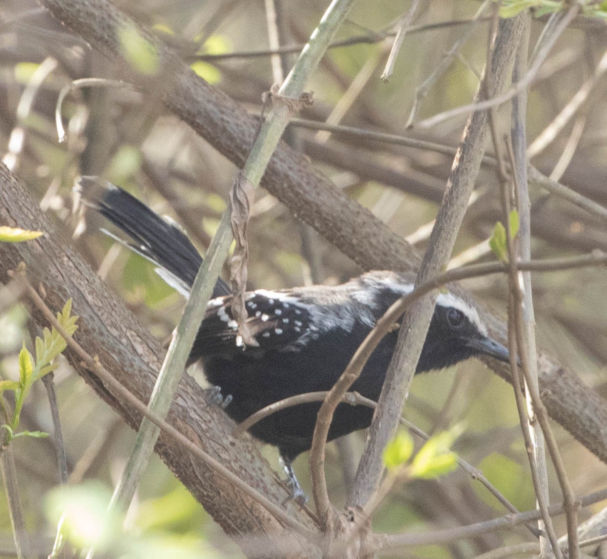 Black-bellied Antwren - ML645497635