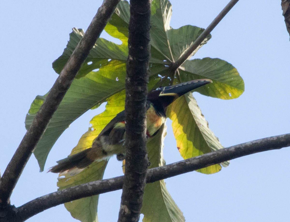 arassari hnědouchý - ML645497641