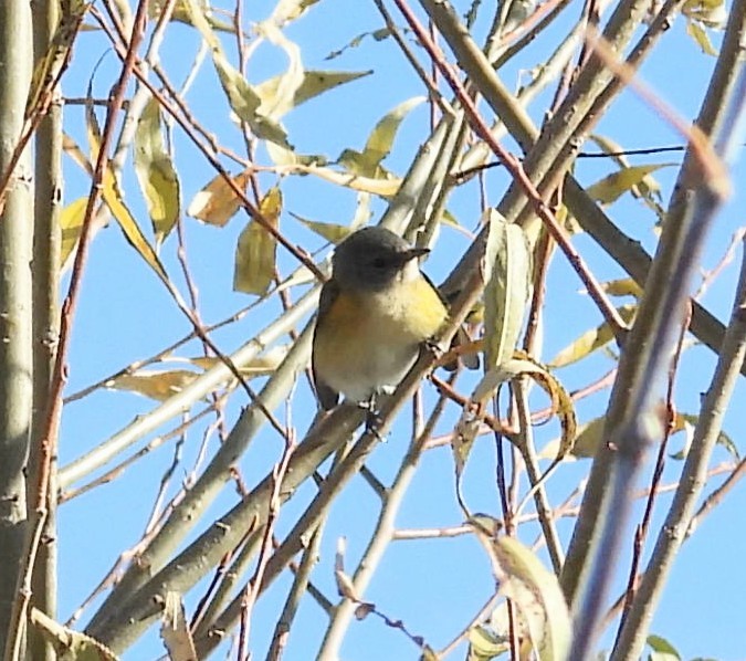 American Redstart - ML645497649