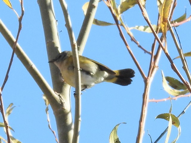 American Redstart - ML645497652