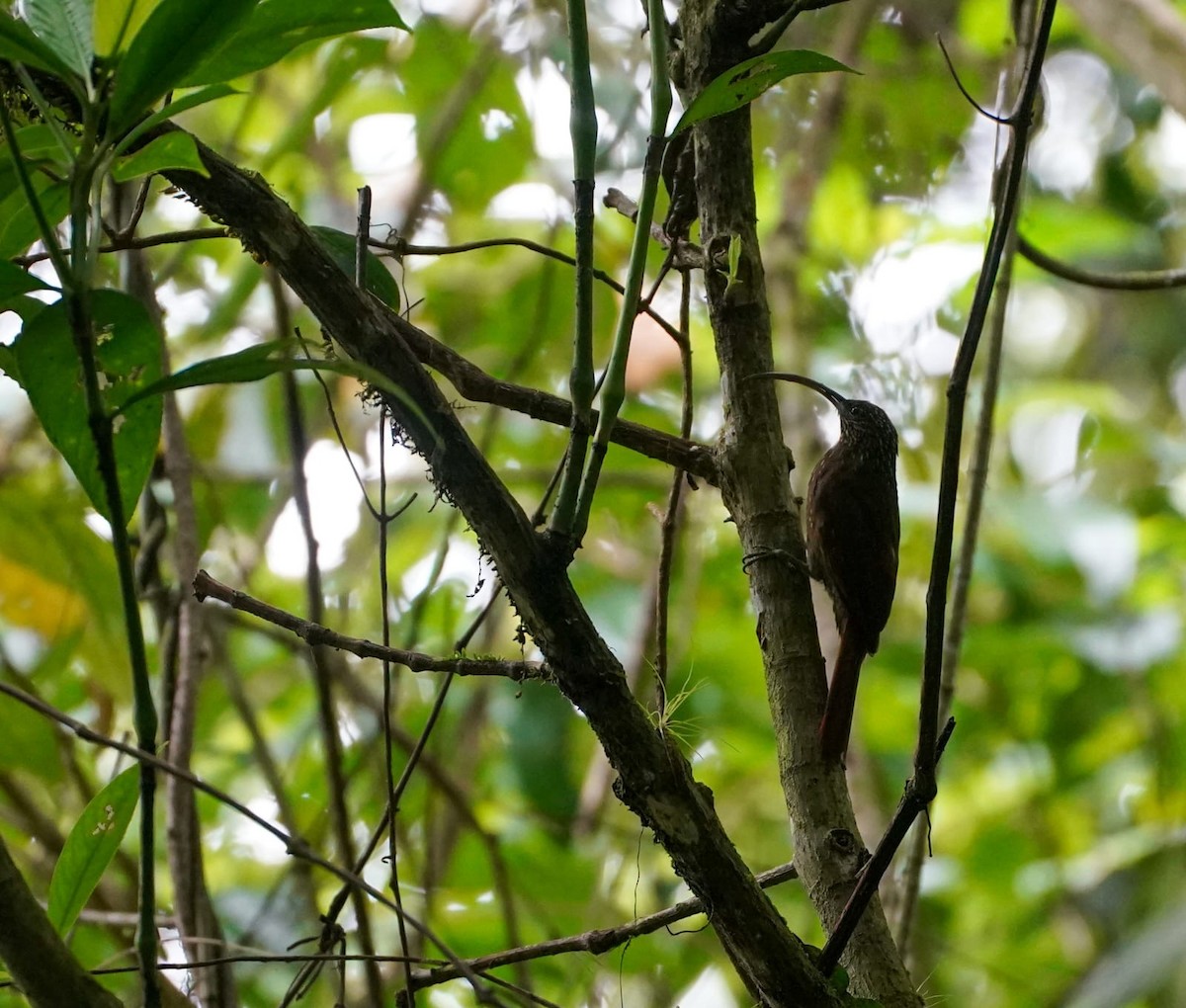 Brown-billed Scythebill - ML645497661