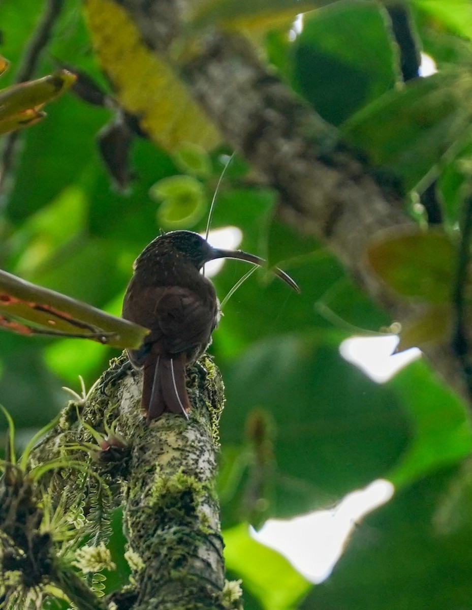 Brown-billed Scythebill - ML645497662