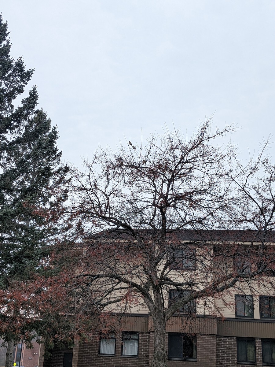 Bohemian Waxwing - ML645497666