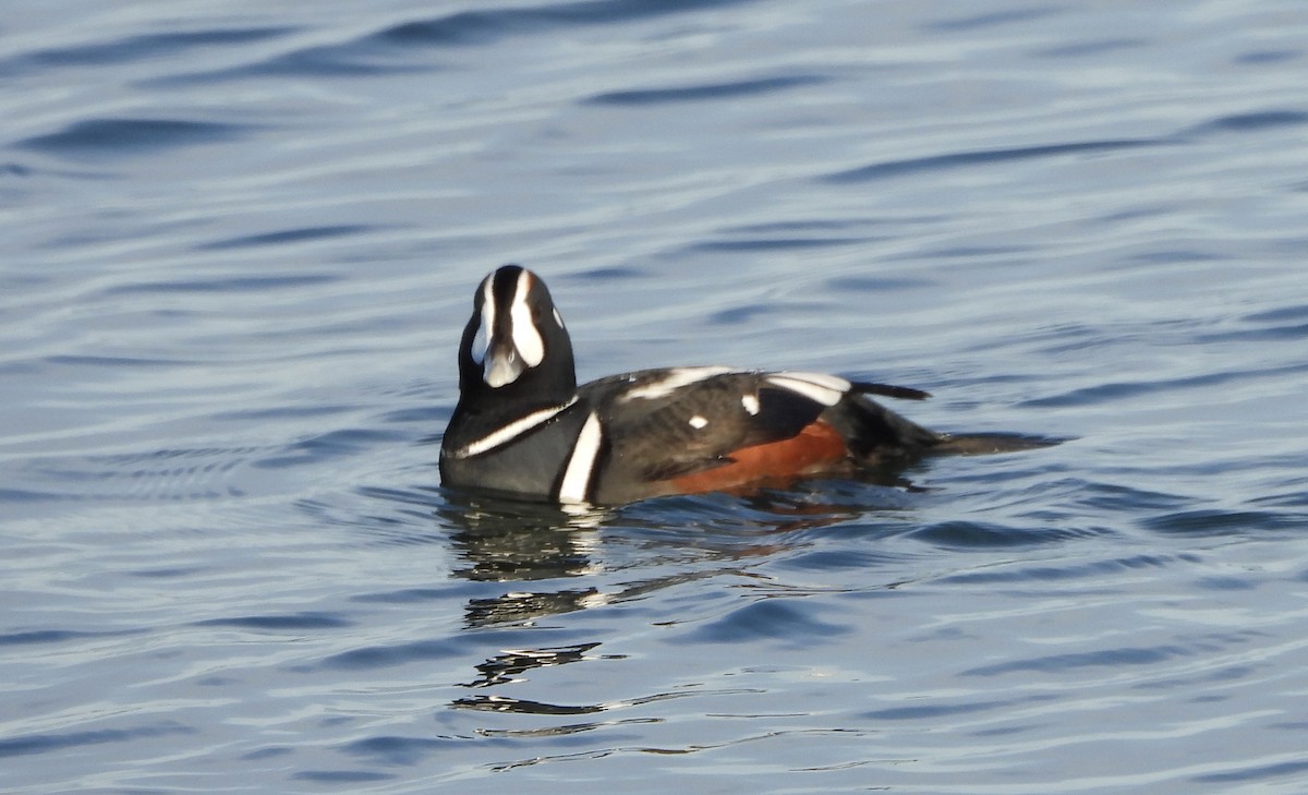 Harlequin Duck - ML645497667