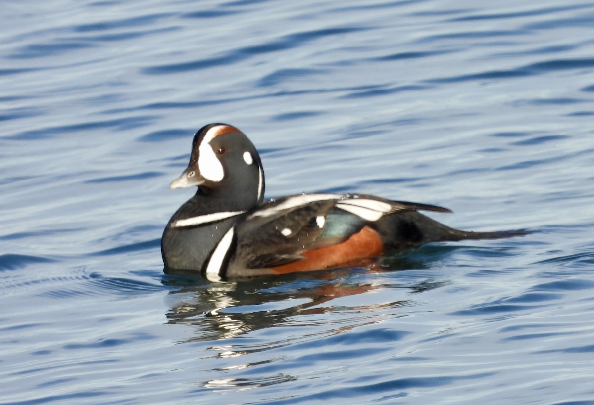 Harlequin Duck - ML645497668