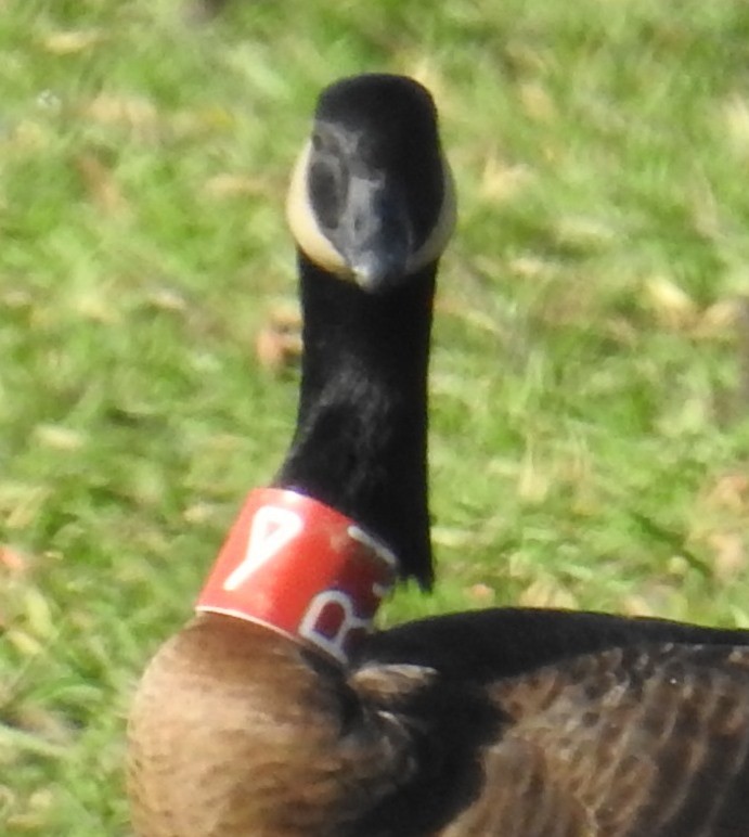 Canada Goose (occidentalis/fulva) - ML645497678