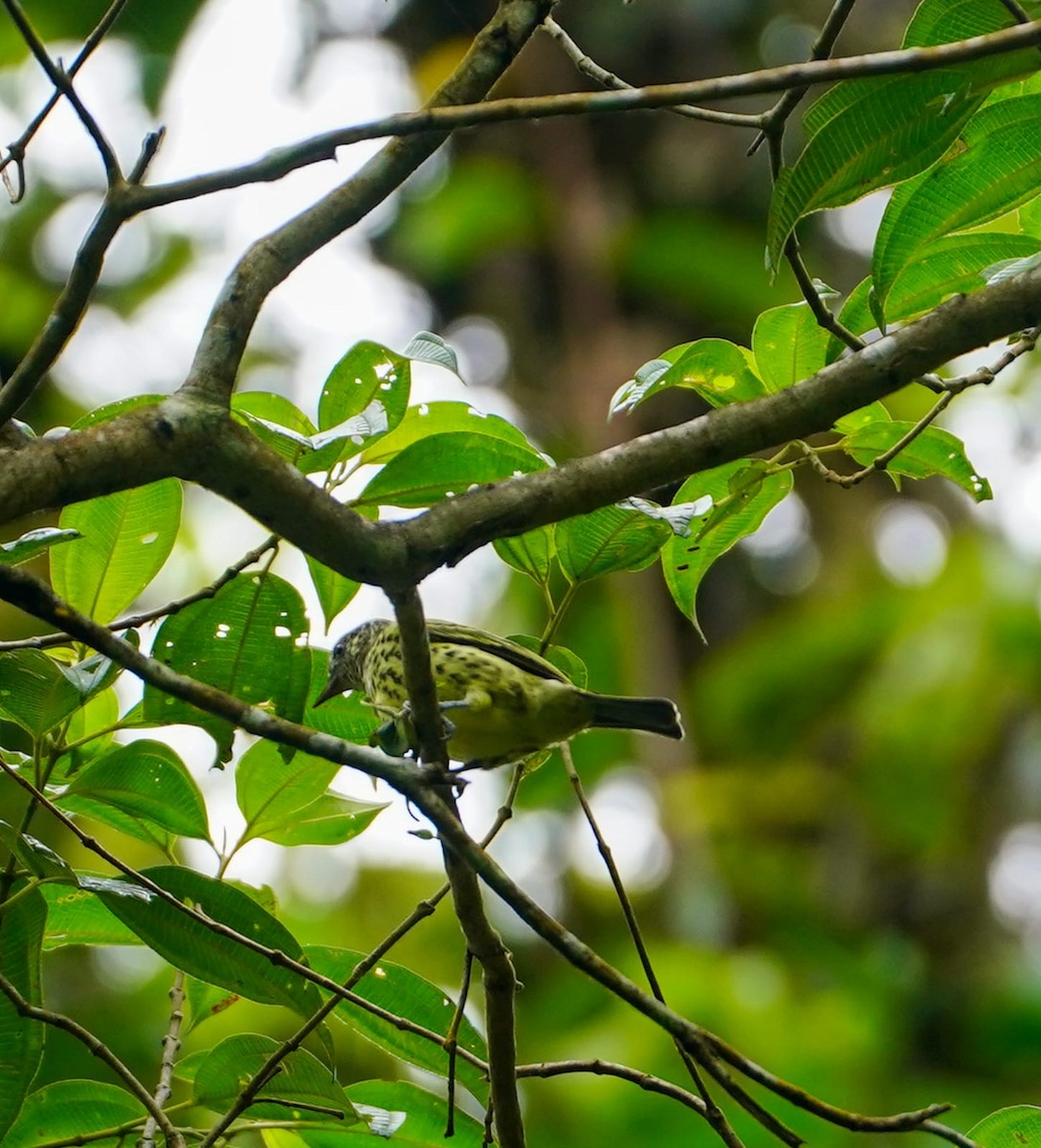 Sharpbill - ML645497679