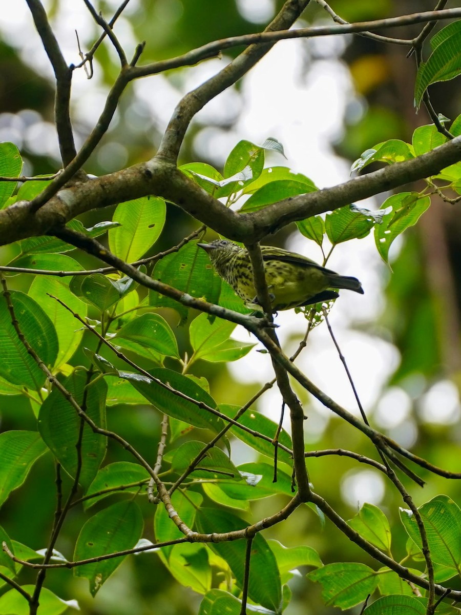 Sharpbill - ML645497680