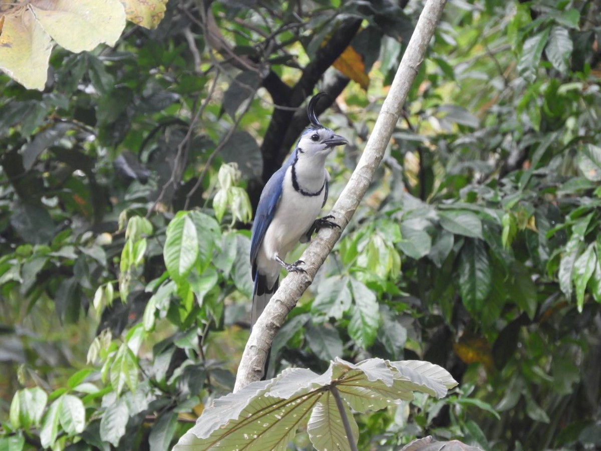 White-throated Magpie-Jay - ML645497694