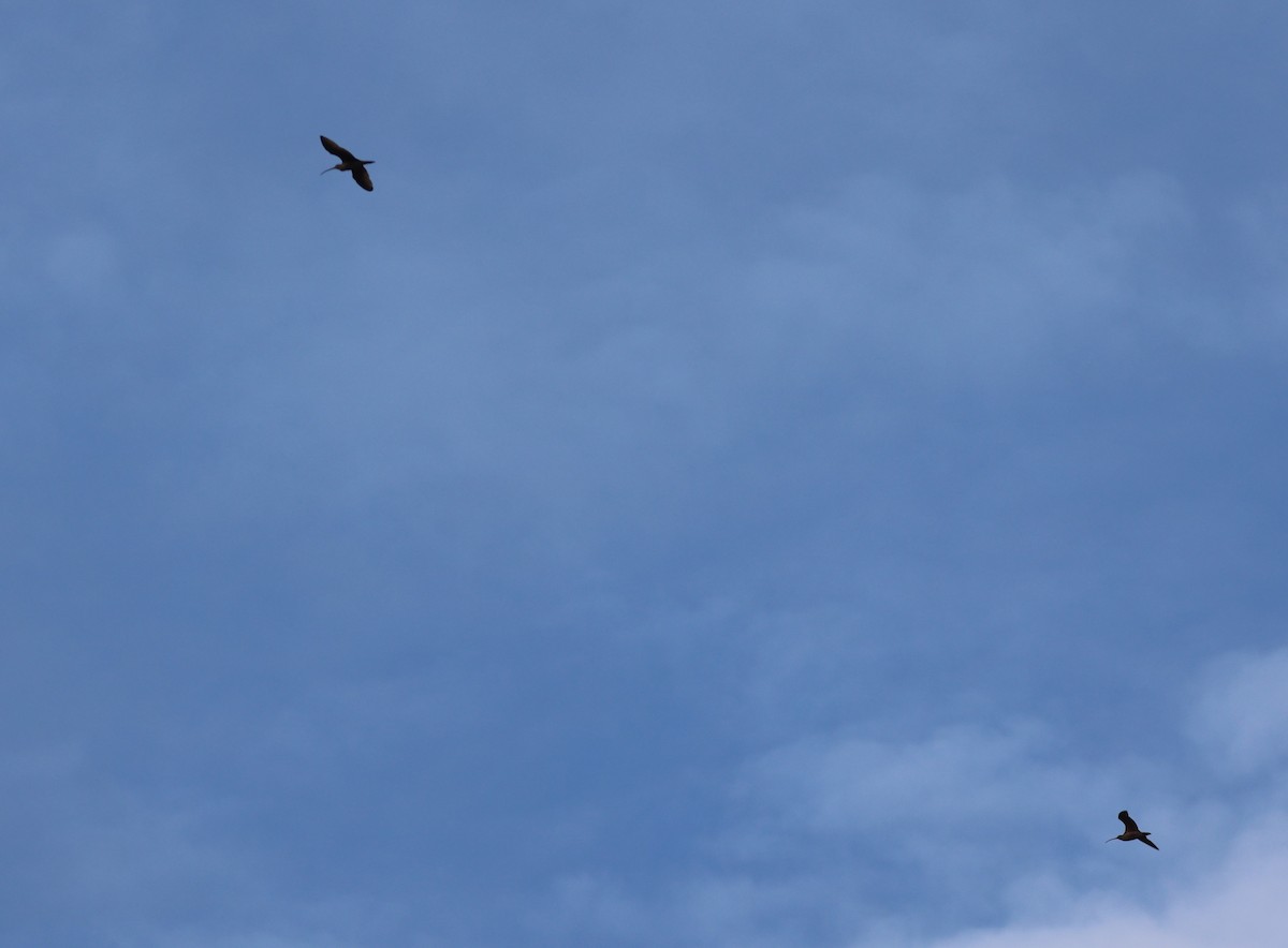 Long-billed Curlew - ML645497696
