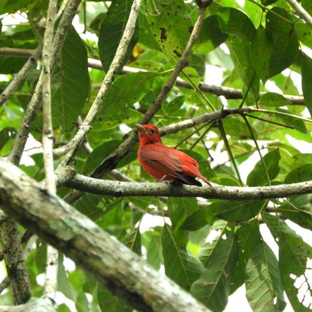 Summer Tanager - ML645497701