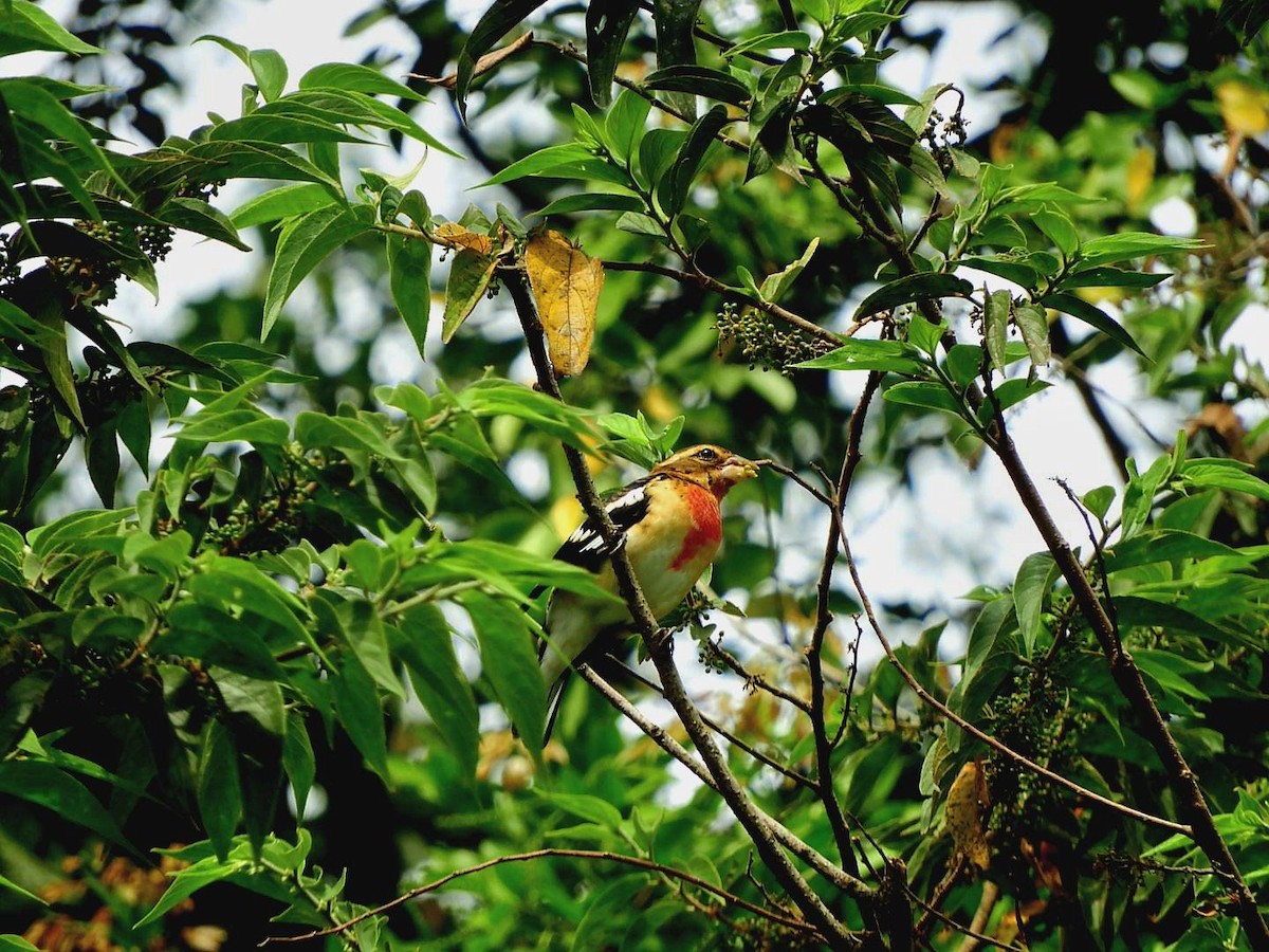 Rose-breasted Grosbeak - ML645497725