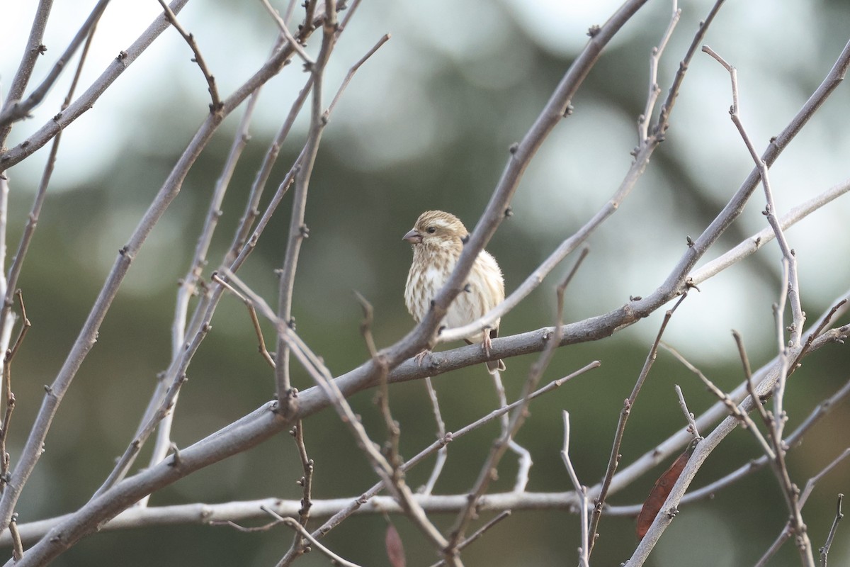 Purpurgimpel - ML645497730