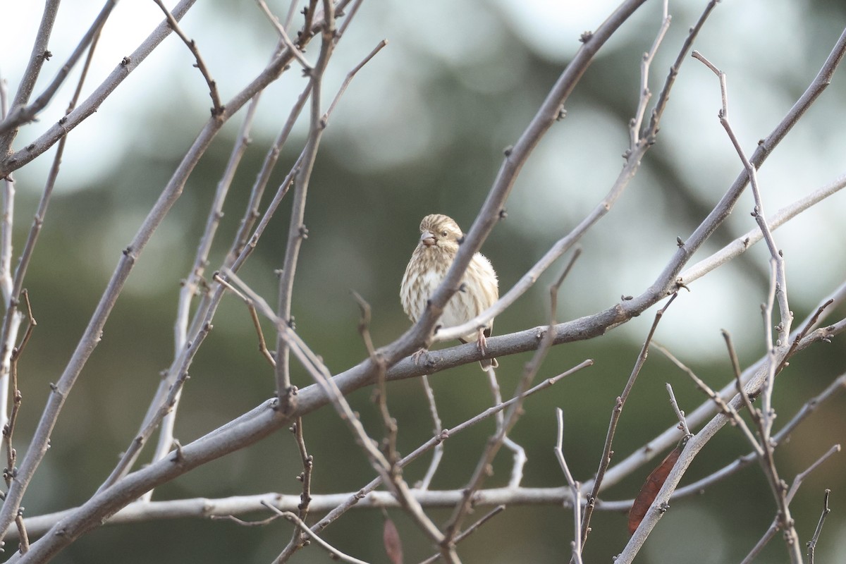 Purpurgimpel - ML645497731