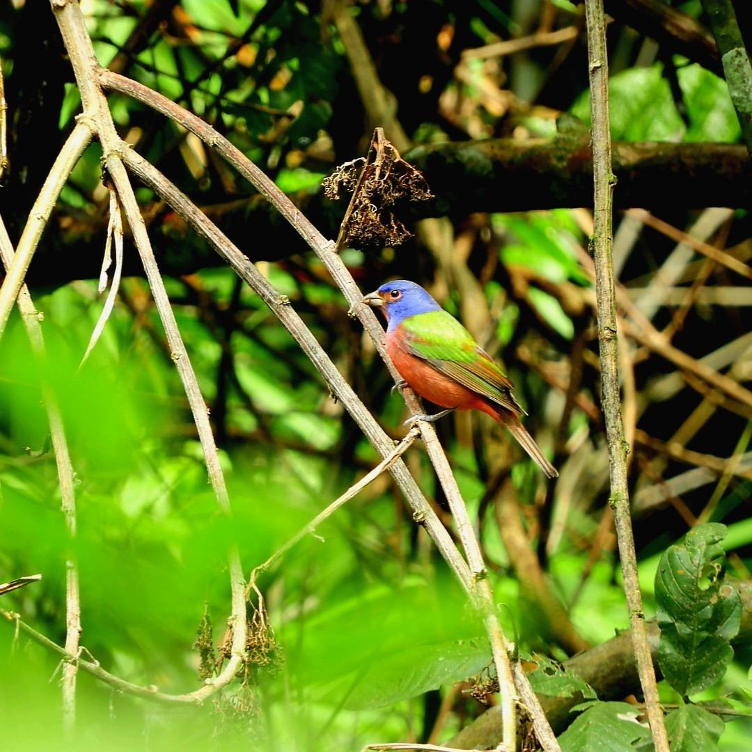 Painted Bunting - ML645497734