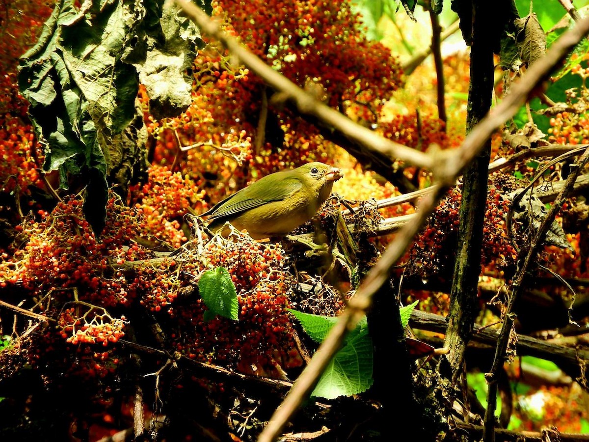 Painted Bunting - ML645497736