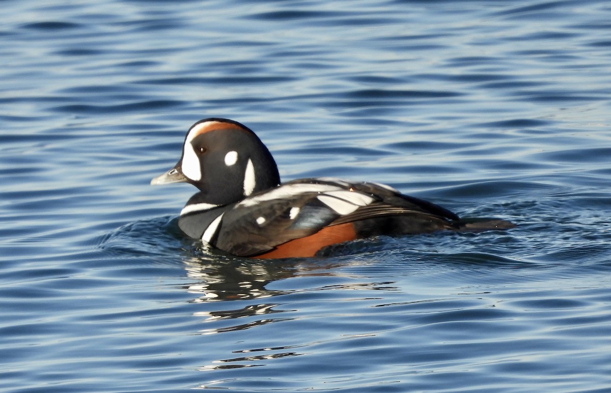Harlequin Duck - ML645497737