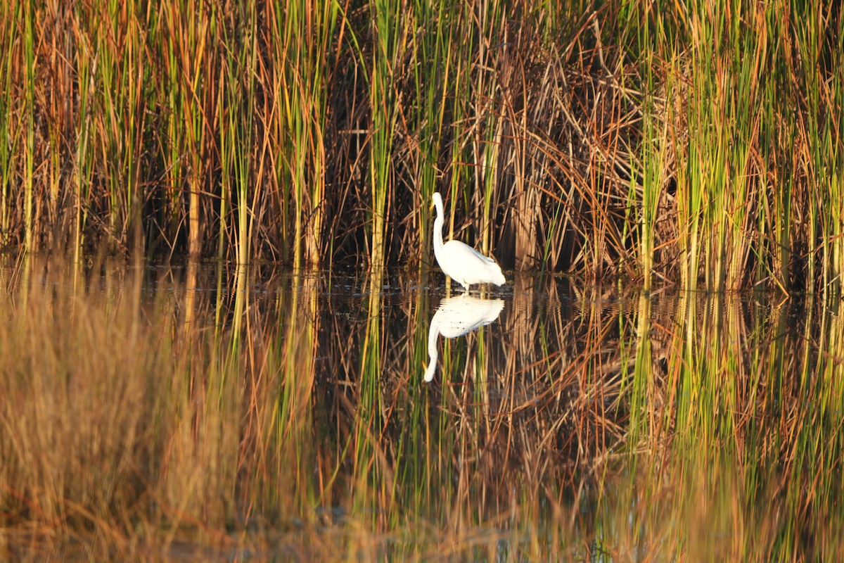 Great Egret - ML645497740