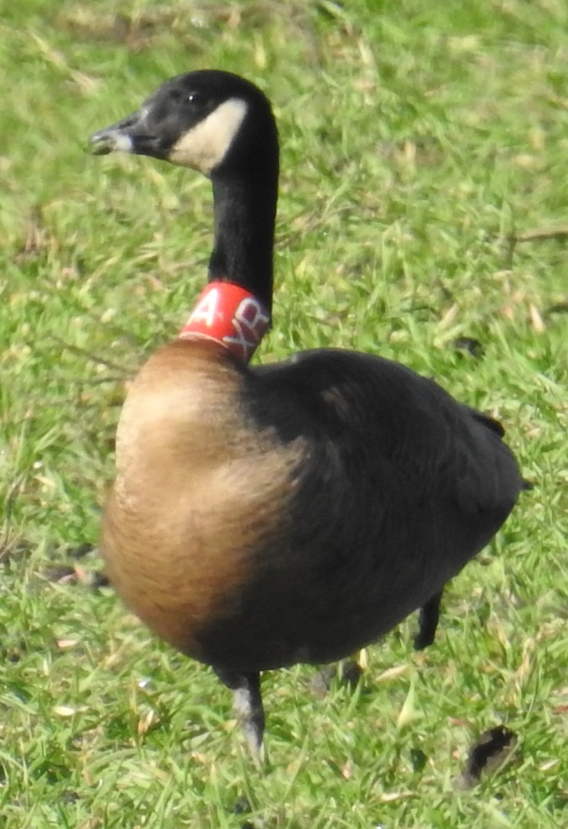 Canada Goose (occidentalis/fulva) - ML645497741