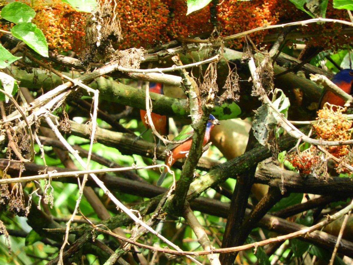Painted Bunting - ML645497742