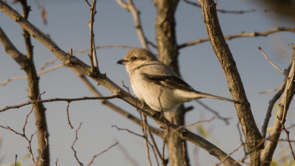 Northern Shrike - ML645497743