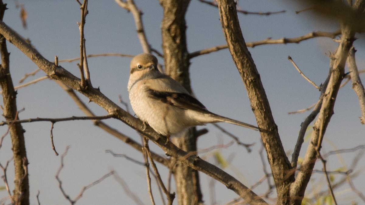 Northern Shrike - ML645497744