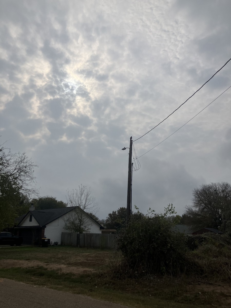Red-shouldered Hawk - ML645497746