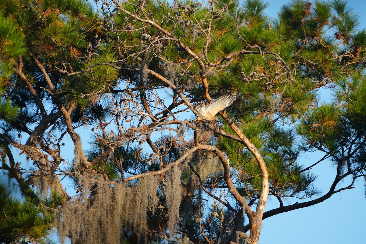 Red-shouldered Hawk - ML645497748