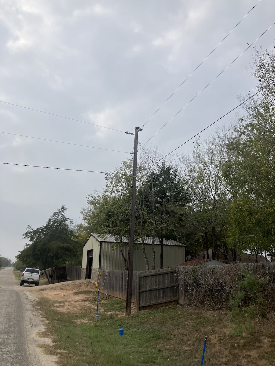 Black Vulture - ML645497749