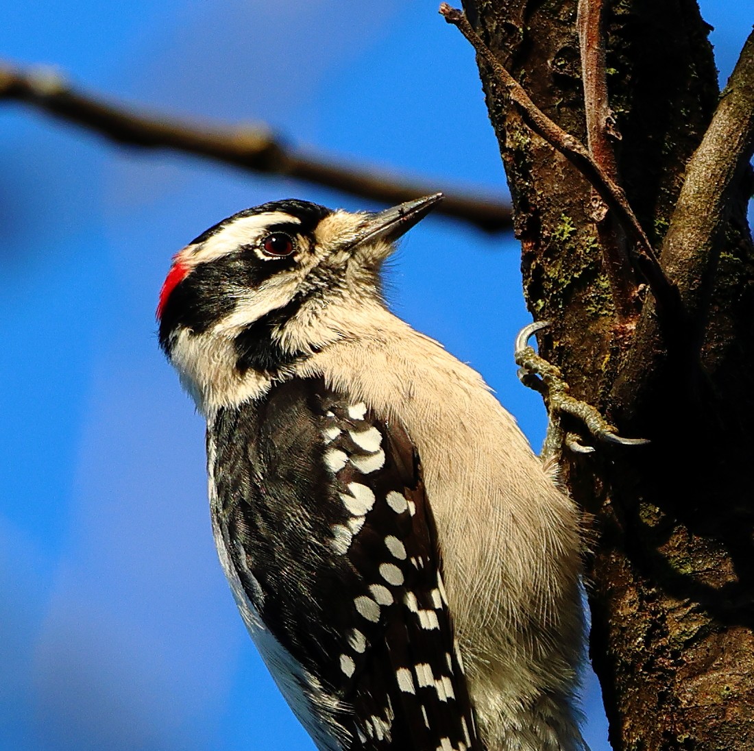 Downy Woodpecker - ML645497750