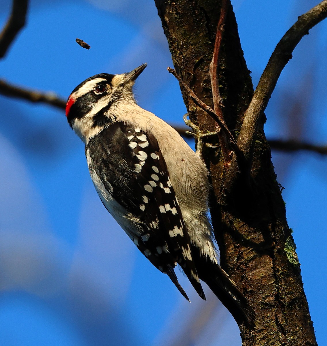 Downy Woodpecker - ML645497751