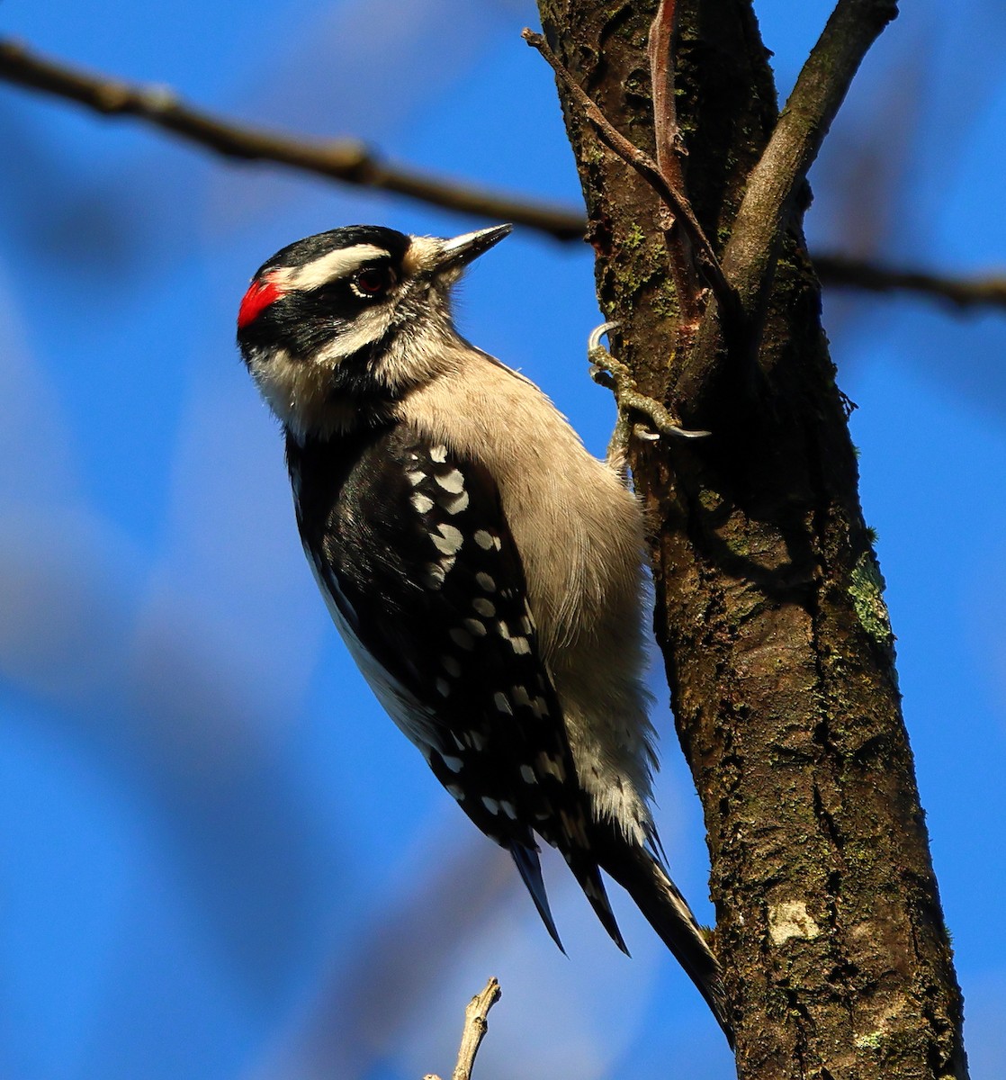 Downy Woodpecker - ML645497752