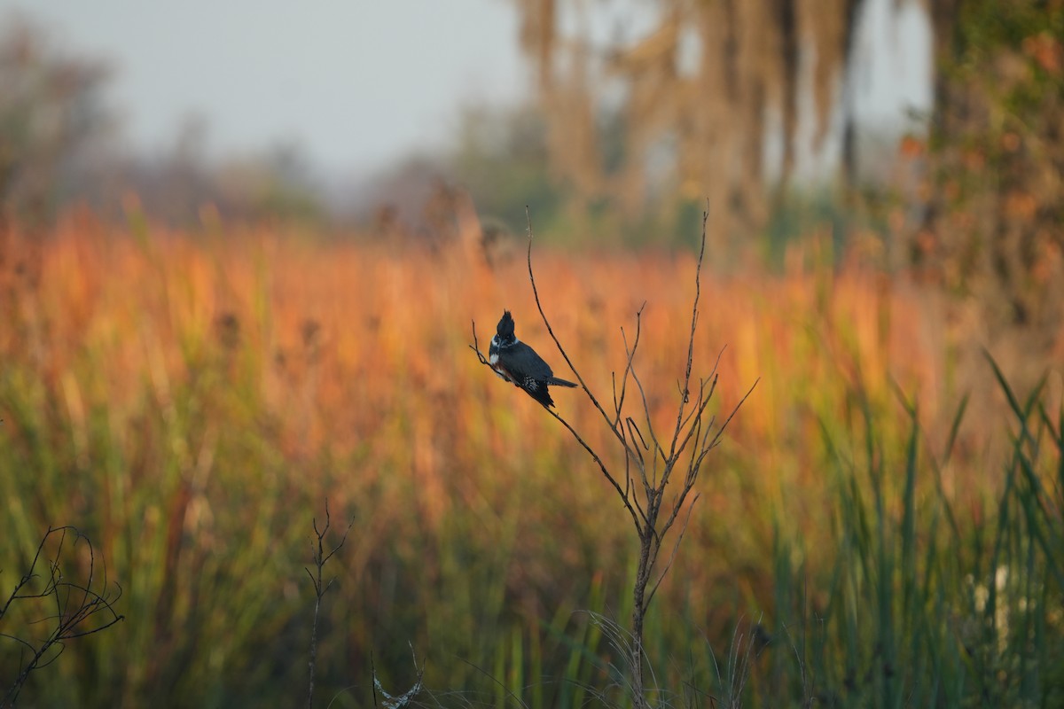 Belted Kingfisher - ML645497754