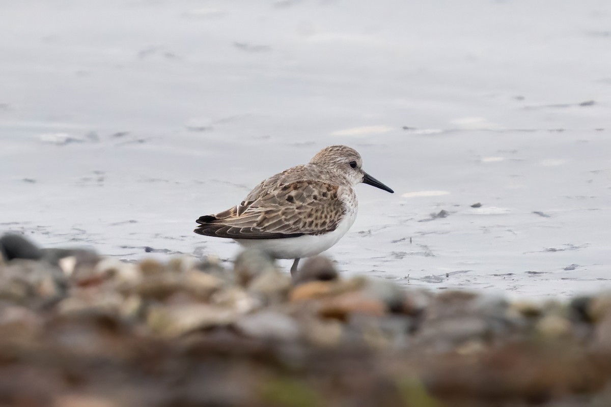 Western Sandpiper - ML645497755