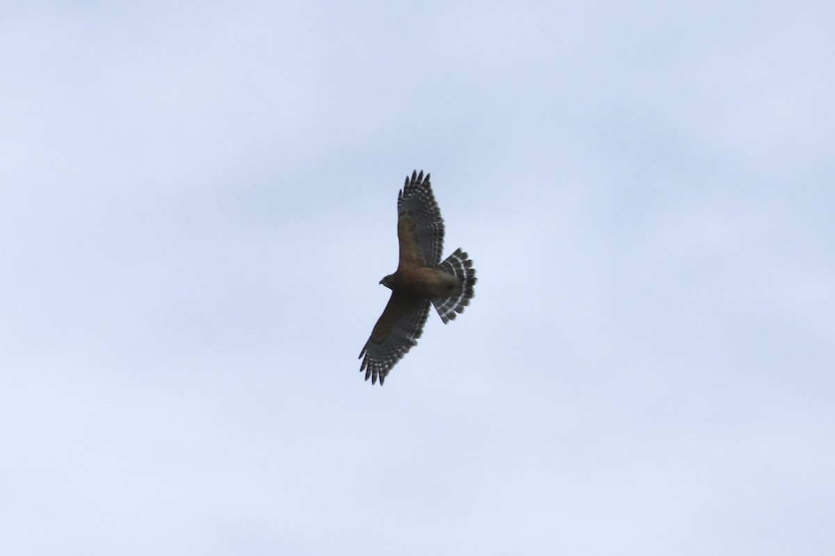 Red-shouldered Hawk - ML645497756