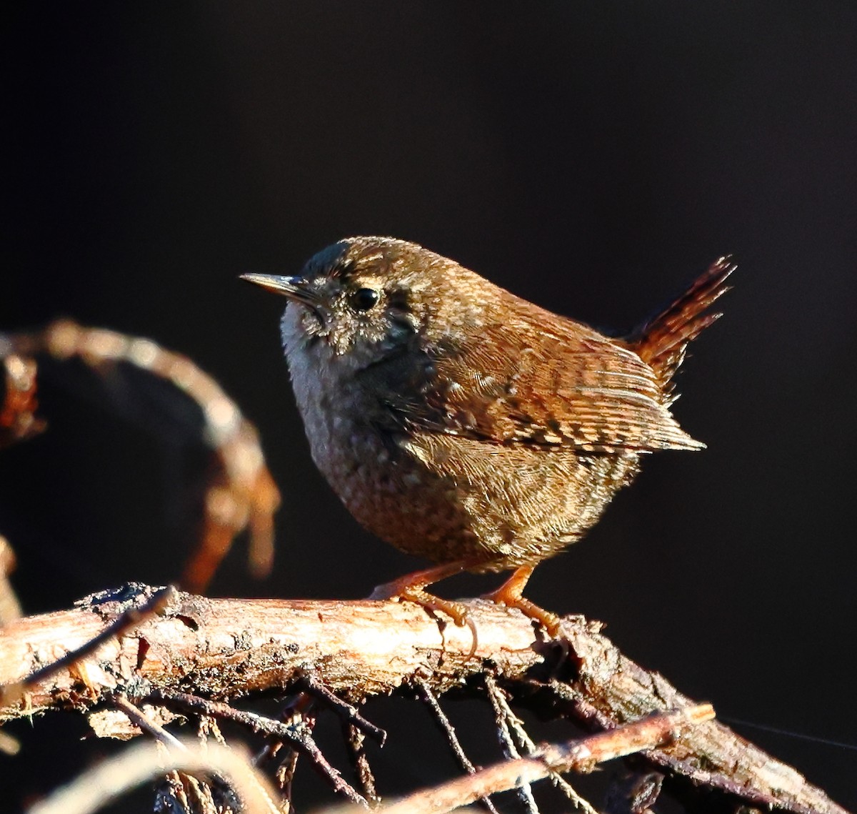 Winter Wren - ML645497757