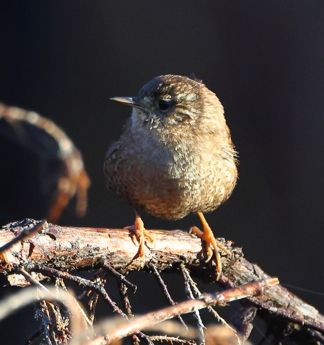 Winter Wren - ML645497758