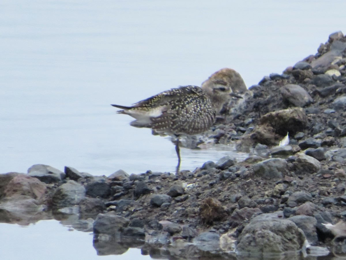 American Golden-Plover - ML645497760