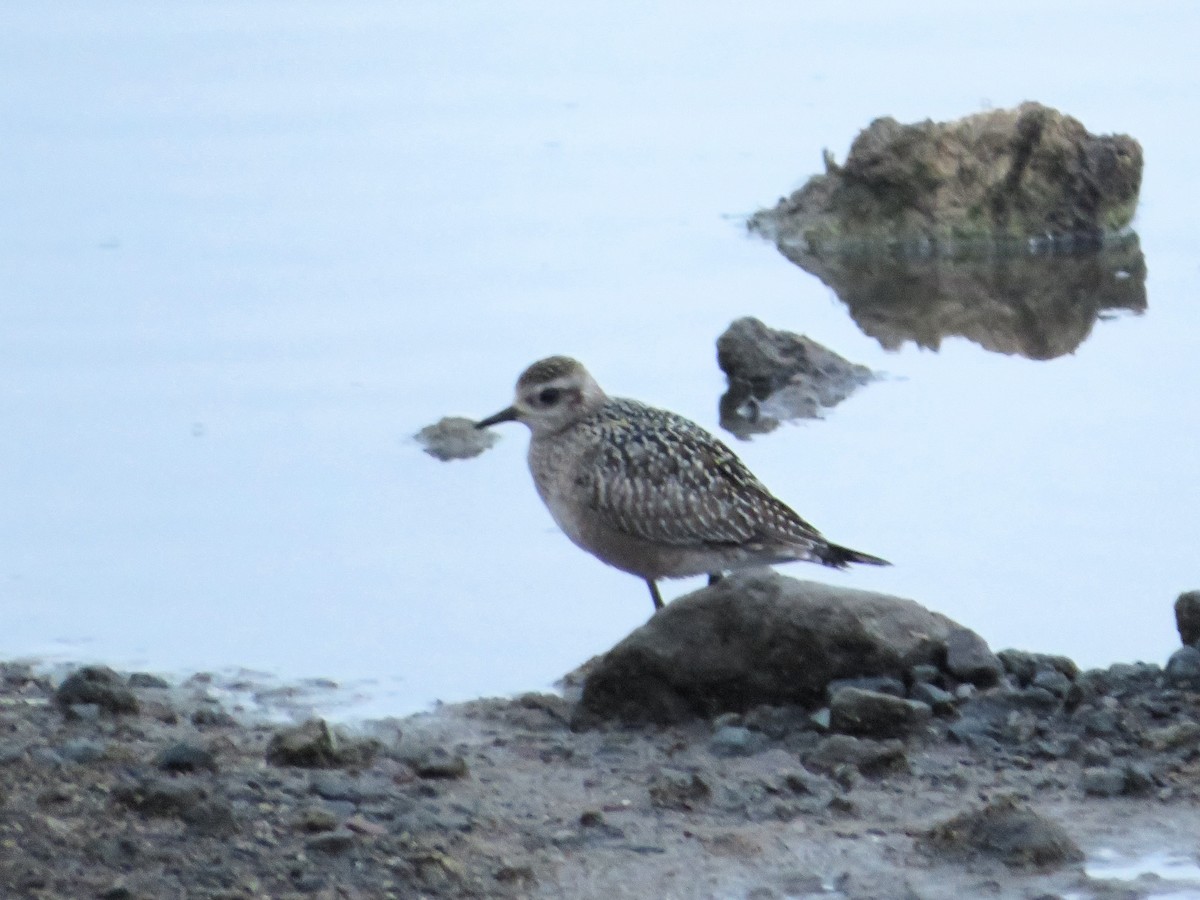 American Golden-Plover - ML645497761